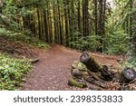 Hiking trail through a forest of redwood trees in Villa Montalvo County Park, Saratoga