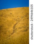 Hiking trail through the golden dried plants on the arid summer hill:  The tranquil beauty of the Camels Back Trail Hills in Boise, Idaho, United States