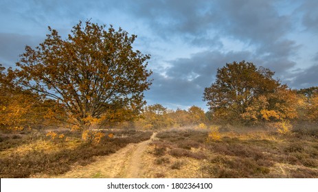 Hiking trail through heathland on an evening in november under autumn colored light. Gasteren, Drenthe, the Netherlands