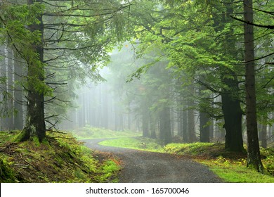 Hiking Trail through Natural Foggy Spruce Tree Forest