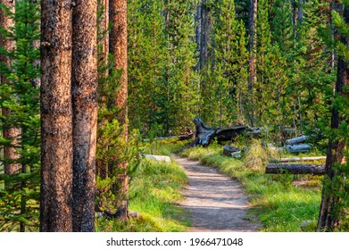 Hiking Trail Through Pine Forest In Yellowstone National Park. High Quality Photo