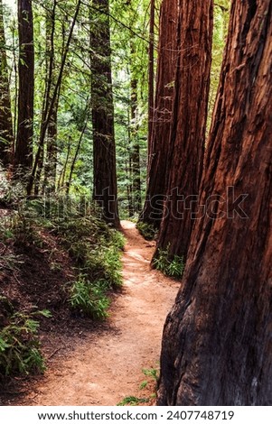 Hiking trail through the redwood forests of Muir Woods National Monument, Marin County, north San Francisco bay area, California