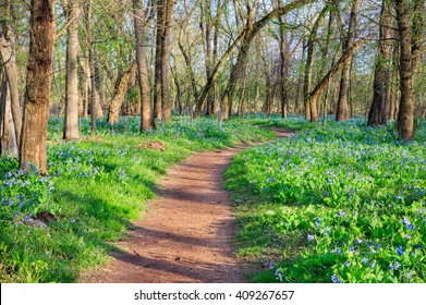 Hiking Trail Through Spring Blooming Bluebell Wildflowers Carpeting The Grounds At Bull Run Park In Northern Virginia.