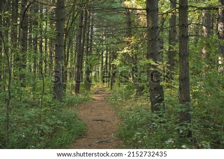 A hiking trail through a stand of shortleaf pine trees in Missouri