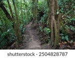 Hiking trail through tropical vegetation in the rainforest, National Park Volcano Arenal, Parque Nacional Volcan Arenal, Province Alajuela, Costa Rica, Central America