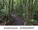 Hiking trail through tropical vegetation in the rainforest, National Park Volcano Arenal, Parque Nacional Volcan Arenal, Province Alajuela, Costa Rica, Central America