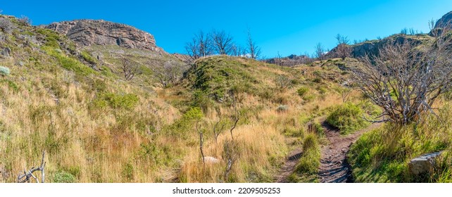 Hiking trail towards Refugio Grey and Glacier Grey, surrounded by austral forests in Torres del Paine National Park, Patagonia, Chile, at sunny day and blue sky - Shutterstock ID 2209505253