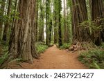 A hiking trail winds through a forest of Giant redwood trees in a forest in the Redwood National and State park near Crescent City California