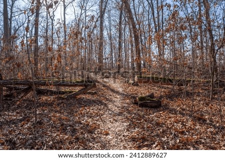 A hiking trail winds through the winter forest, where dead leaves cling to bare tree branches and blanket the forest floor. A fallen tree has been cut to clear the path.