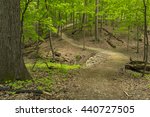 Hiking Trail In The Woods During Spring
