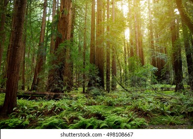 Hiking Trails Through Giant Redwoods In Muir Forest Near San Francisco, California, USA