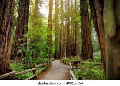 Hiking Trails Through Giant Redwoods In Muir Forest Near San Francisco, California, USA