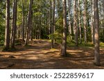 Hiking Trails through the pine trees in Amnicon Falls State Park.  South Range, Wisconsin, USA.