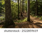 Hiking Trails through the pine trees in Amnicon Falls State Park.  South Range, Wisconsin, USA.