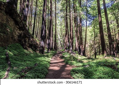 Hiking, walking, biking, & enjoying the coastal redwood trees & forest trails & paths, close to the Big Sur Highway (California State Highway 1), on California Central Coast, near Limeklin State Park. - Powered by Shutterstock