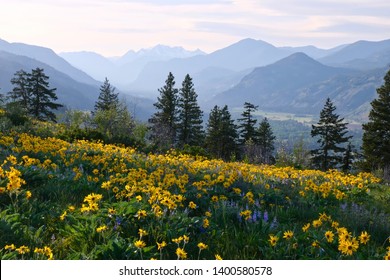 Hiking in Washington. Meadows with arnica  and lupine wildflowers and Cascade Range Mountains near Winthrop. WA. Unites States.