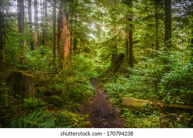 Hiking The West Coast Trail 