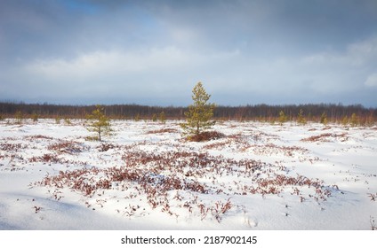 Hiking in winter day through snowy field and coniferous forest. Snowy landscape of meadow covered snow. Dark sky with small sunny rays. - Shutterstock ID 2187902145