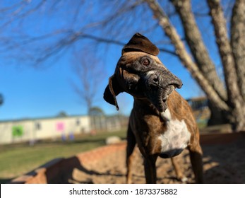 Hilarious Brindle Colored Purebred Boxer Dog Outdoors Playing In The Sandbox Under Tree Has Head Dramatically Tilted To Side Looking Confused With Crystal Clear Sky On Sunny Day, Canine Enrichment 