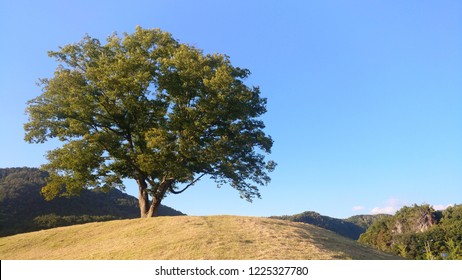 hill alone tree