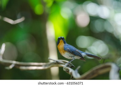 Hill Blue Flycatcher on a branch (Cyornis banyumas) in tropical forest, Thailand