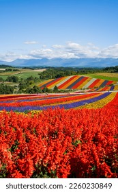 A hill of color. Colorful flowers bloom all year round all over the hill. in Japan, Hokkaido.