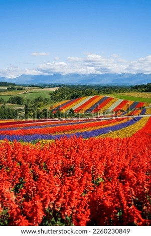 A hill of color. Colorful flowers bloom all year round all over the hill. in Japan, Hokkaido.