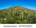 Hill covered in cactus in Saguaro national park