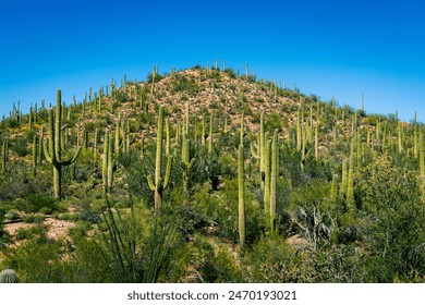 Hill covered in cactus in Saguaro national park - Powered by Shutterstock