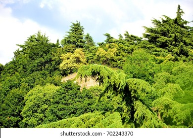 Hill covered with trees.