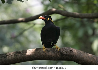 Hill Myna - Gracula Religiosa