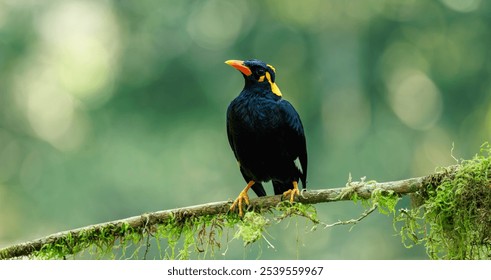 Hill Myna images from munnar