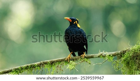 Hill Myna images from munnar