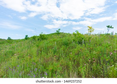 Hill With Native Plants And Flowers At Northerly Island In Chicago