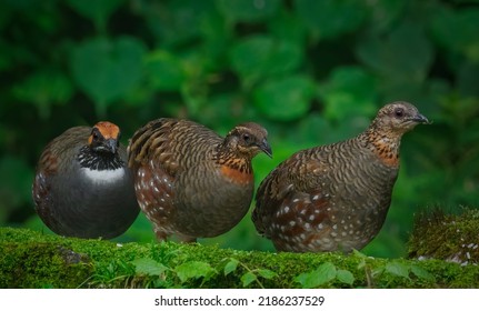 A Hill Partridge Family Wandering In The Wild.