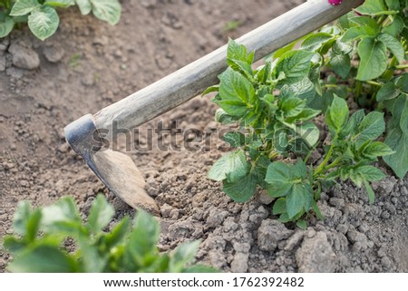Hill Potato. Hand Of Female Gardener Hoe Potatoes On Potatoe Fields Close Up. Work On Potato Field.
