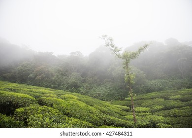 Hill Range In Eravikulam National Park