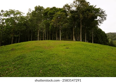 The hill surrounded by trees
