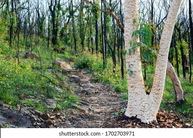 Hill Top, NSW / Australia - April 14 2020: Regrowth 4 Months After Green Wattle Creek Bushfire