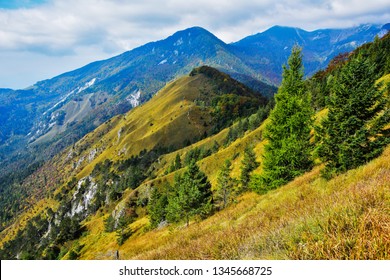 Hill and trees