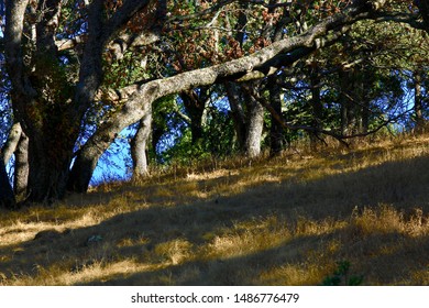 Hills Along Marsh Creek Rd., Contra Costa County, California.