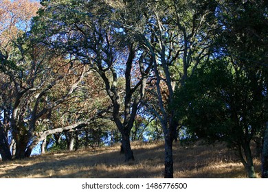 Hills Along Marsh Creek Rd., Contra Costa County, California.