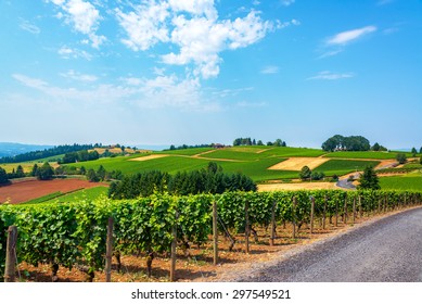 Hills Covered In Vineyards In The Dundee Hills In Oregon Wine Country