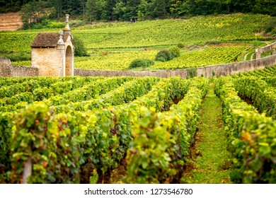 Hills Covered With Vineyards In The Wine Region Of Burgundy, France