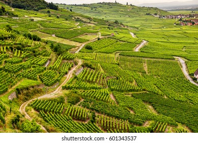 Hills covered with vineyards in the wine region of Alsace, France