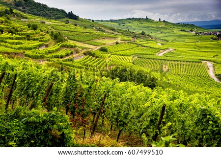 Hills covered with vineyards in the wine region of Alsace, France