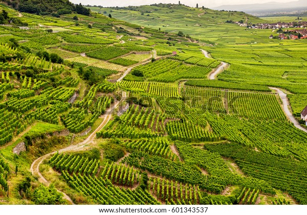Hills covered with vineyards in the wine region of\
Alsace, France