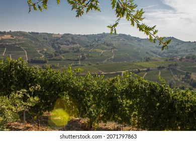 Hills Of Grape Vines In Moscato D'Asti, North Of Italy