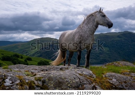 In the hills of the Lake District in England a beautiful horse stands against an awe-inspiring backdrop