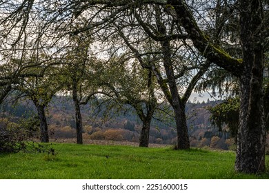 Hills and meadows near by the colorful forest - Shutterstock ID 2251600015